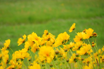 キバナコスモス