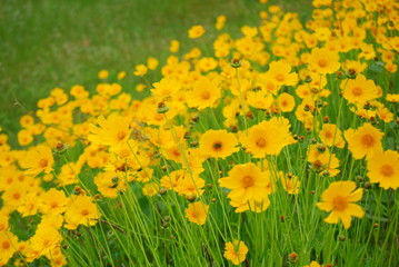 キバナコスモス