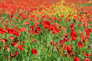 Background of red fresh poppies.
