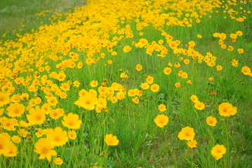 キバナコスモス