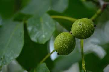 Vitamins are food for vegetarians. Green walnuts on a tree.