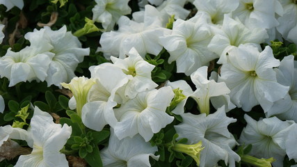 flower, white, flowers, nature, blossom, spring, plant, garden, green, bloom, pink, floral, bouquet, beauty, rose, summer, flora, color, beautiful, petal, leaf, isolated, purple, jasmine, wedding