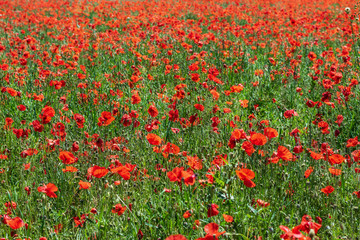 Big field of red fresh poppies.