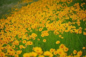 キバナコスモス