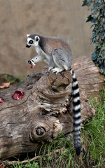 Lemure mentre magia l'insalata