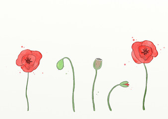 An illustration of red poppies.