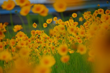 キバナコスモス