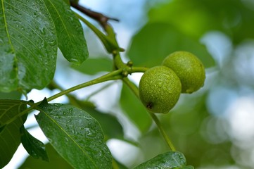 Vitamins are food for vegetarians. Green walnuts on a tree.