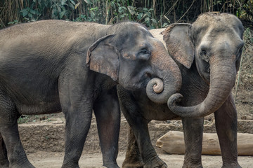 Fototapeta premium Two elephants are enjoying their day together. In Indonesia, elephants are found on the island of Sumatra. Elephants in Indonesia are included in the type of Asian elephant