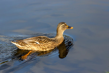 Wild ducks afloat in the pond.