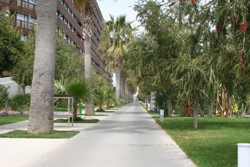 Fototapeta premium park, tree, road, trees, nature, path, green, landscape, garden, summer, palm, grass, sky, way, building, architecture, alley, travel, street, city, house, outdoor, sidewalk, walkway, footpath