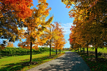 Colorful fall maple trees lining a road through vineyards in the Niagara wine region of Ontario, Canada