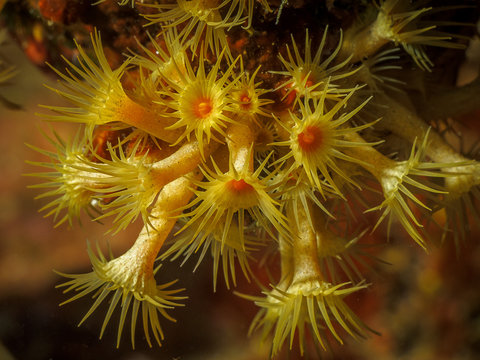 Anemone jaune encroutante sous marine