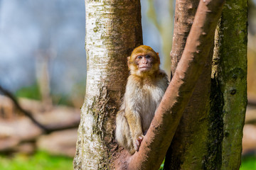 Barbary macaque monkey in zoo on a sunny summer day.