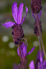bee looking for honey and pollen on lavender plant