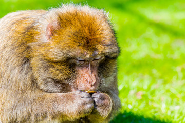 Fototapeta premium Barbary macaque monkey in zoo on a sunny summer day.