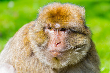 Barbary macaque monkey in zoo on a sunny summer day.