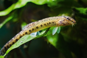 Cobitis taenia, weather spined loach, wide-spread little freshwater fish in European nature aquarium rest on a leaf, forecasting a sunny day