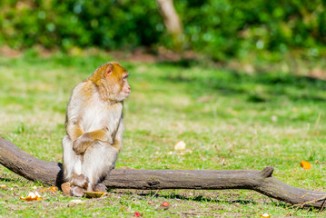 Barbary macaque monkey in zoo on a sunny summer day.