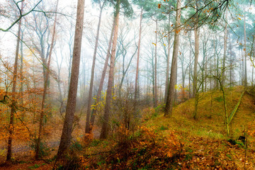 An autumnal forest with trees fading in the fog in the background
