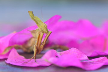 Mantis on Flower