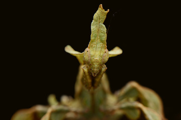 Obraz premium Look at Mantis