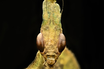 Head Mantis