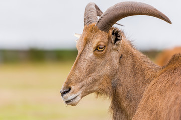 Close up of Barbary sheep in safari park