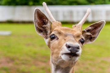 portrait of a deer