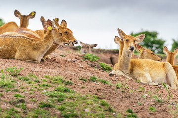 Fototapeta premium deer in the safari forest