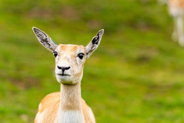 impala in south africa
