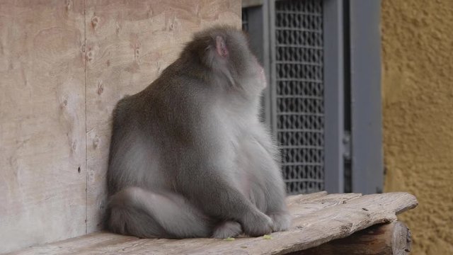 Portrait of a japanese macaque (snow monkey).