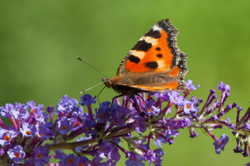 Seitenansicht Nymphalis urticae auf Buddeleia