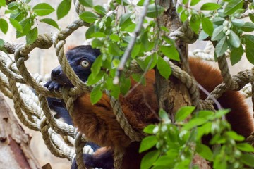 RED RUFFED LEMUR or VARECIA RUBRA walking around cage. Looking at rope. Looking at camera through trees. Fun and playful