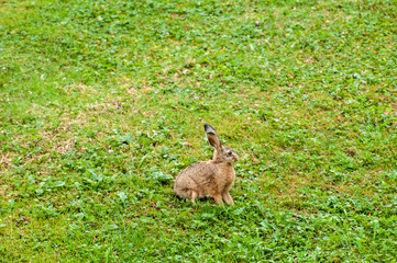 Sitzender Feldhase im Rasen