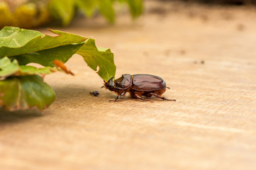 Nashornkäfer (Oryctes nasicornis)