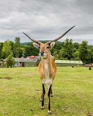 Gazelle in rainy day, closeup
