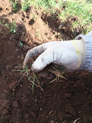 Farmer/gardener controlling growth of grass in the  garden, homegrown organic.