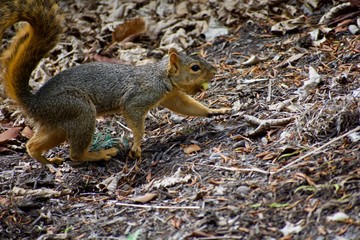 American red squirrel or Tamiasciurus hudsonicus digging, running, jumping with nut in its mouth. Scavaging and foraging getting ready for winter