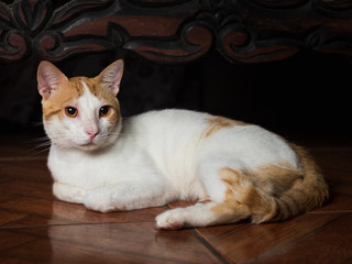 cat resting in the room