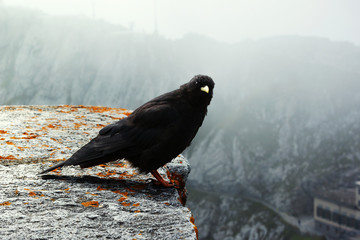 Close up of a black bird with yellow beak that looking into the camera, over a low wall. In the background the mountains shrouded in fog; visible the refuge and the small road.