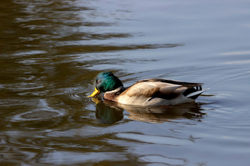 Wild ducks afloat in the pond.