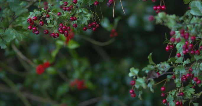 Forest red berries wild nature video border frame hawthorn tree