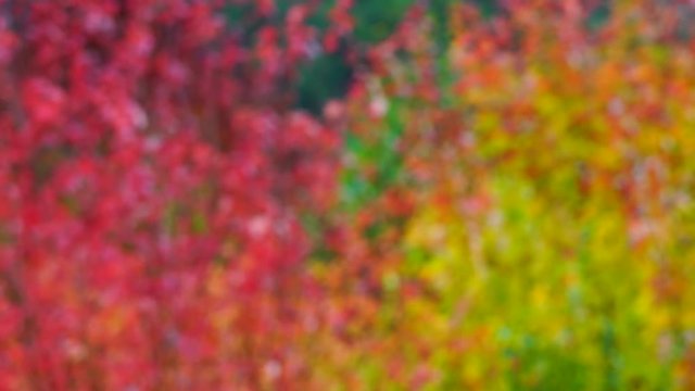 Autumn, MAPLE - ARCE, Spain, Europe
