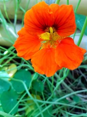 Capucine d'automne !