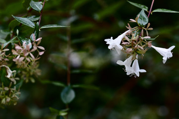 Amazing flower closeup photo taken in Lleida, Spain.