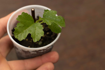 The young potted fig tree in the hand of the gardner. Copy Space