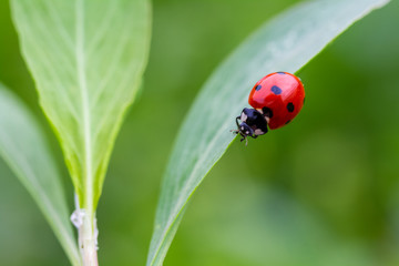 Ladybug on a leaf. Beautiful nature