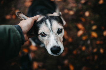 dog autumn in the fall on a background of leaves. concept of love and loyalty pet friendship.
