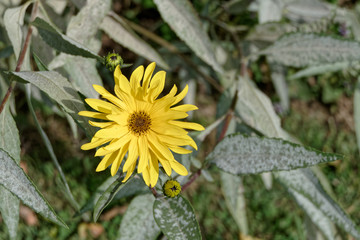 Fleur jaune de l'H&eacute;lianthes laetiflorus - Pas-de-Calais - France